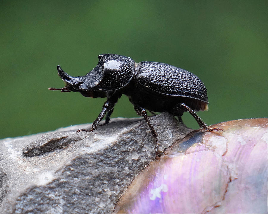 Rhino Beetle Photograph by Jason Boddy - Pixels