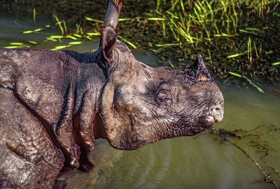 Rhino Charge 2 Photograph by Steve Harrington