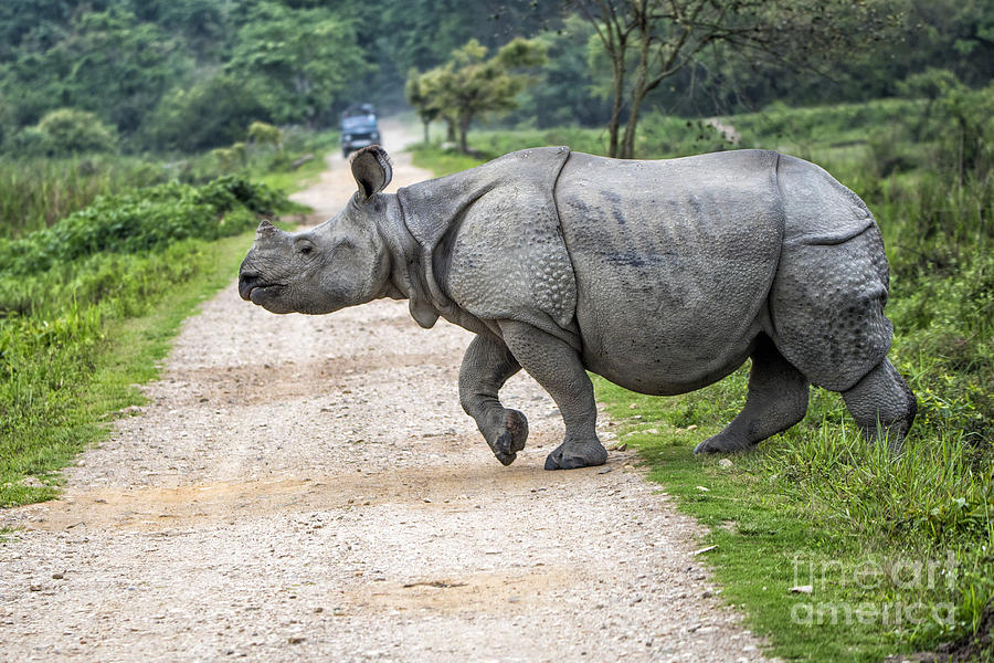 Rhino Crossing Photograph by Pravine Chester