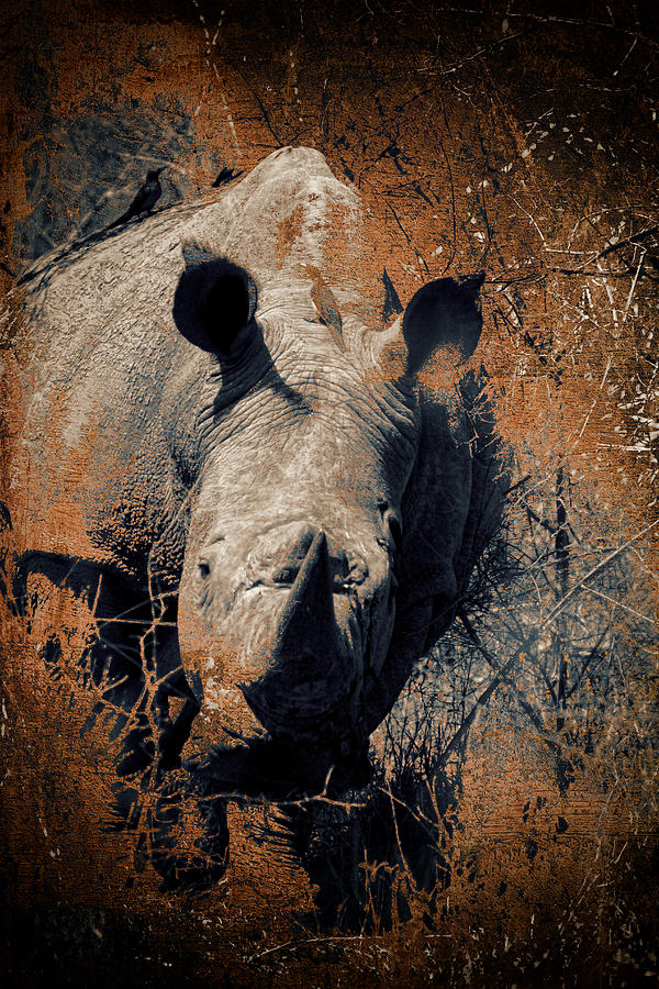 Rhino- Encounter with the Big5 Series Photograph by Sue Masterson