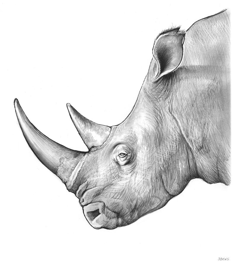 Rhino Drawing by Greg Joens Pixels