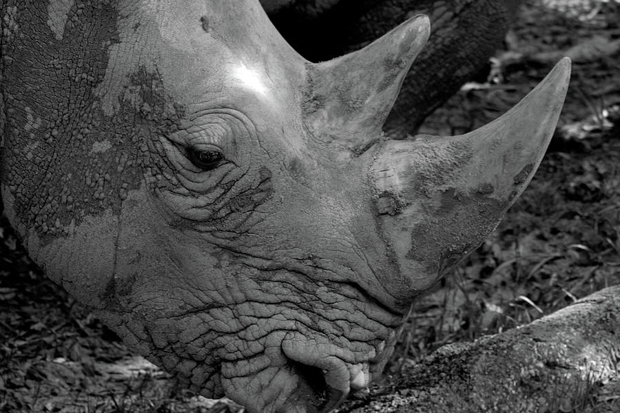 Rhino Head Photograph by Robert Wilder Jr