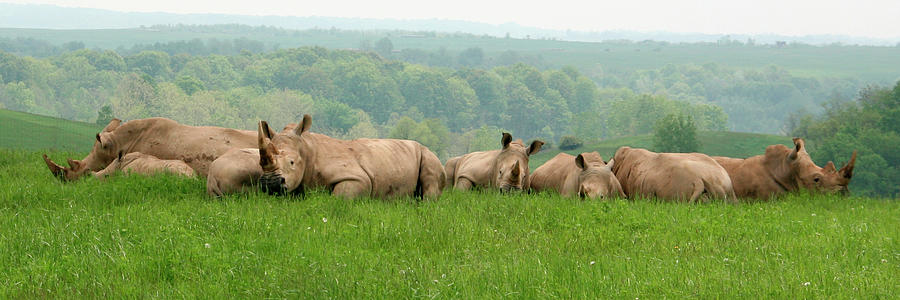 Rhino Heard Panarama Photograph by George Jones