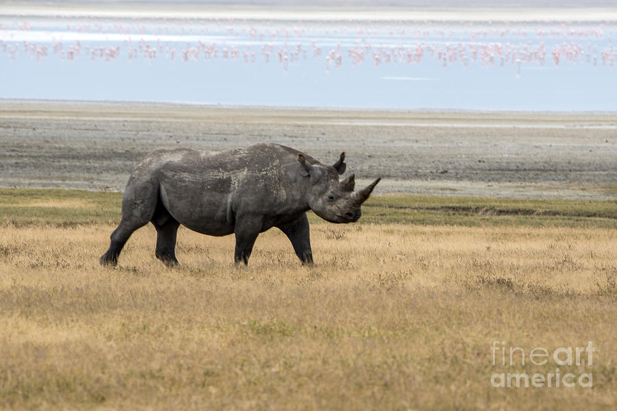 Rhino in Ngorongoro Photograph by Pravine Chester