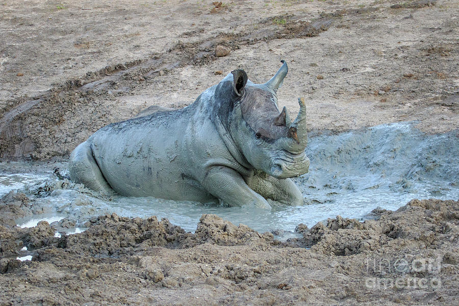 Rhino in the Mud Photograph by Jennifer Ludlum
