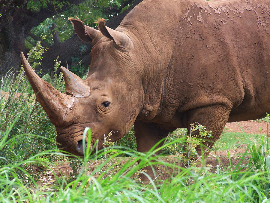 Rhino Photograph by Jennifer Crites - Fine Art America