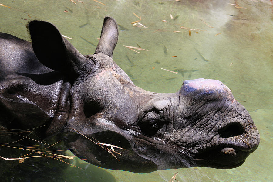 Nature Photograph - Rhino by Lauren Rademacher
