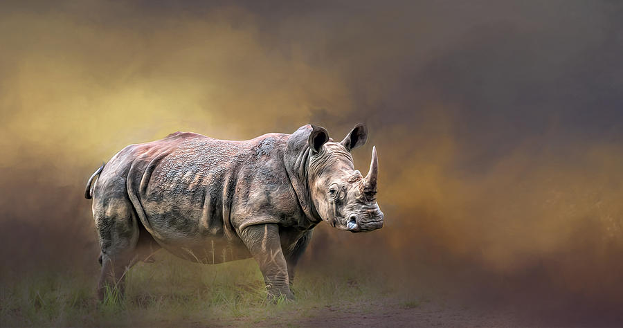 Rhino Photograph by Maria Coulson