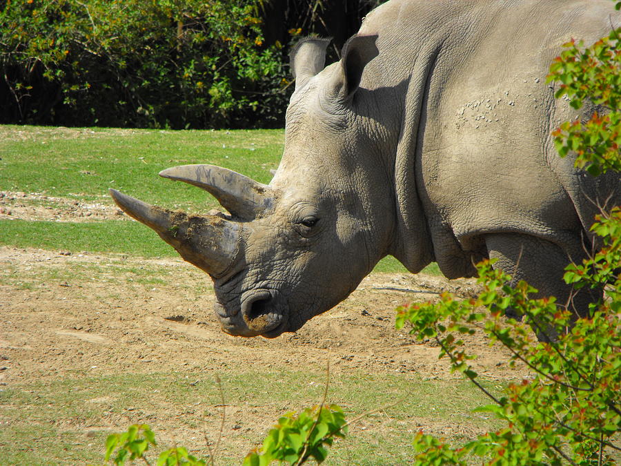 Rhino Photograph by Marianne Mason - Fine Art America