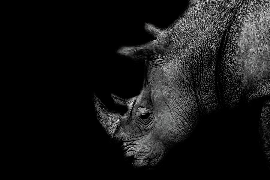 Animal Photograph - Rhino by Martin Newman