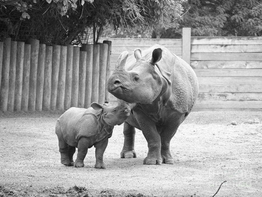 Rhino mom and Baby Photograph by Jennifer Craft | Fine Art America