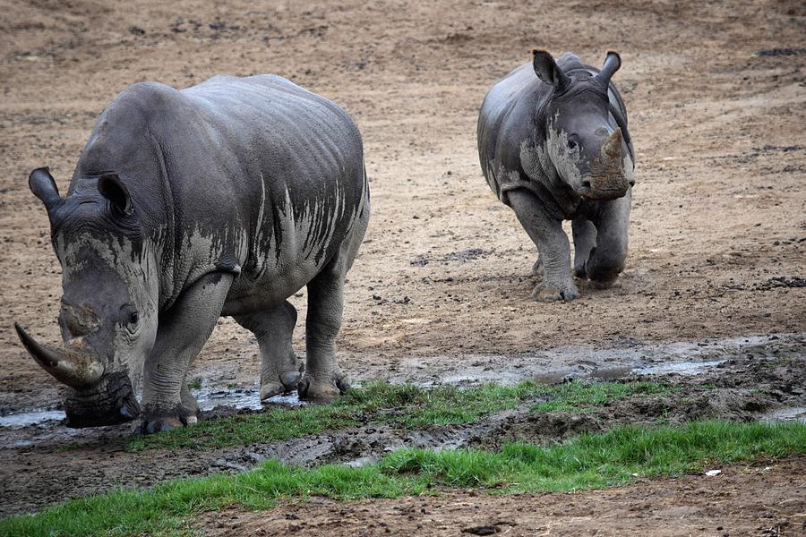 Rhino mother and child Photograph by Steve Scheunemann - Fine Art America