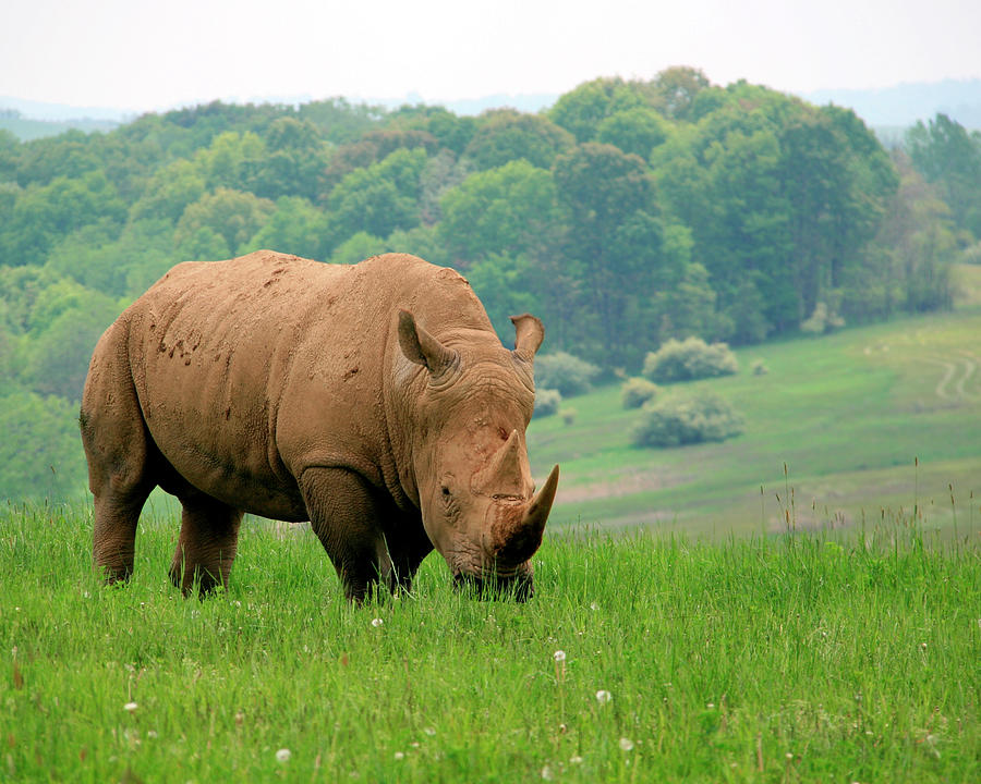 Rhino on the Hilltop Photograph by George Jones