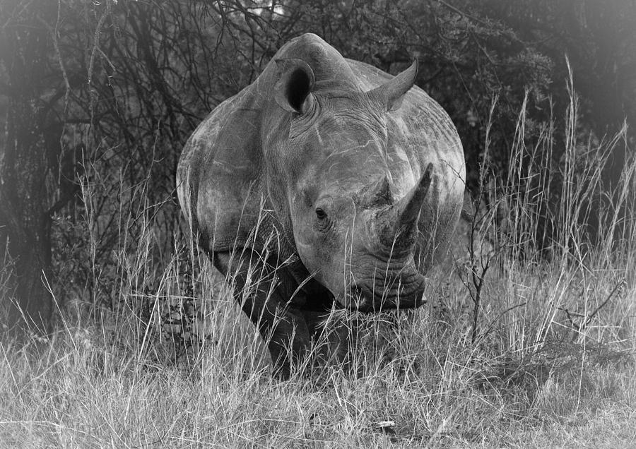 Rhino Photograph by Patrick Kain