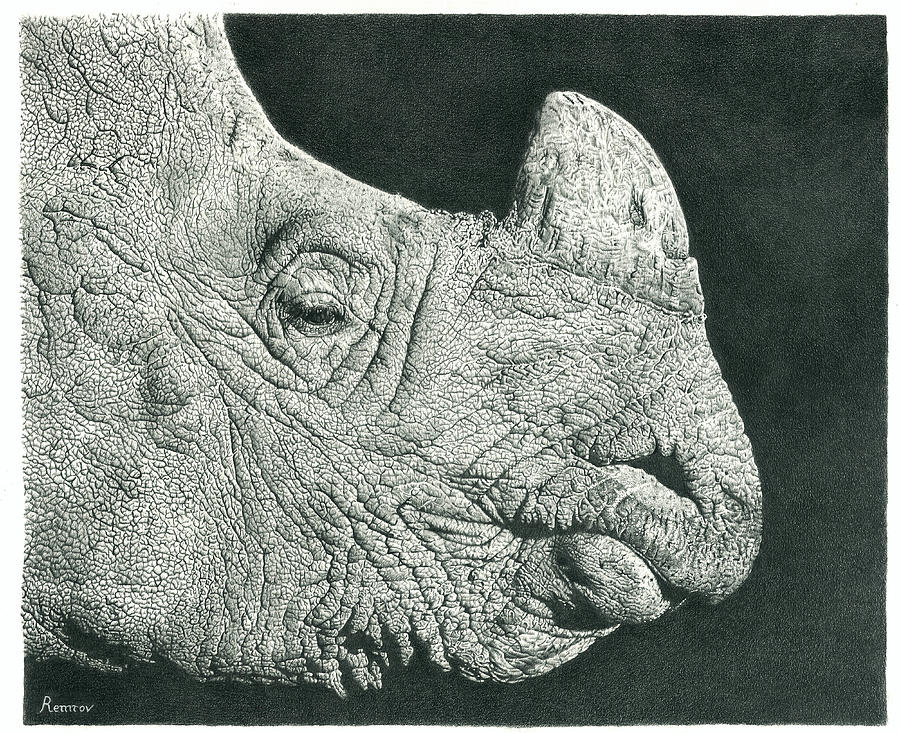 Rhino Pencil Drawing Drawing by Casey Remrov Vormer