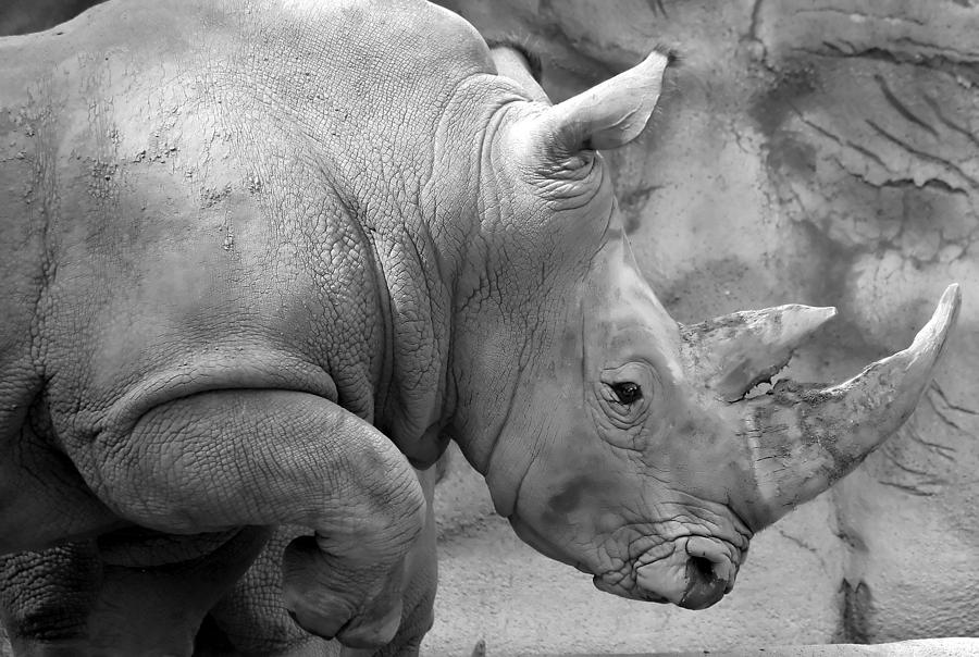 Rhino profile Photograph by Gordon Dean II