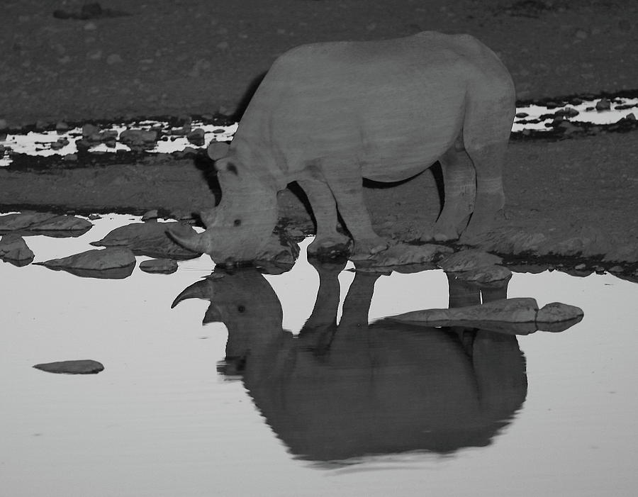 Rhino Reflection Photograph by Bruce J Robinson