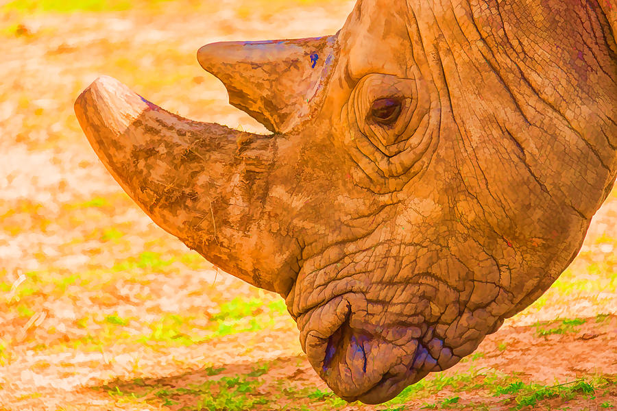 Rhino Photograph by Bert Peake