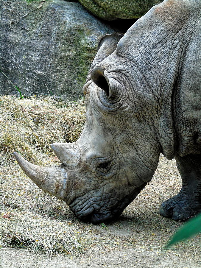 Rhino Photograph by Susan Lafleur