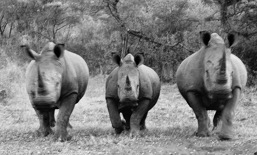 Rhino Trio Photograph By Clayton Andersen - Fine Art America