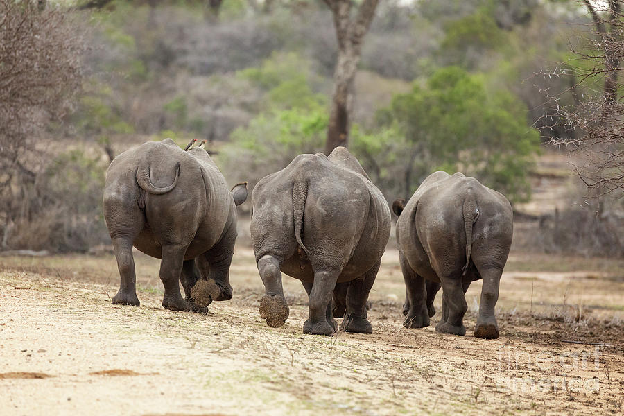 Rhino trio Photograph by Jane Rix