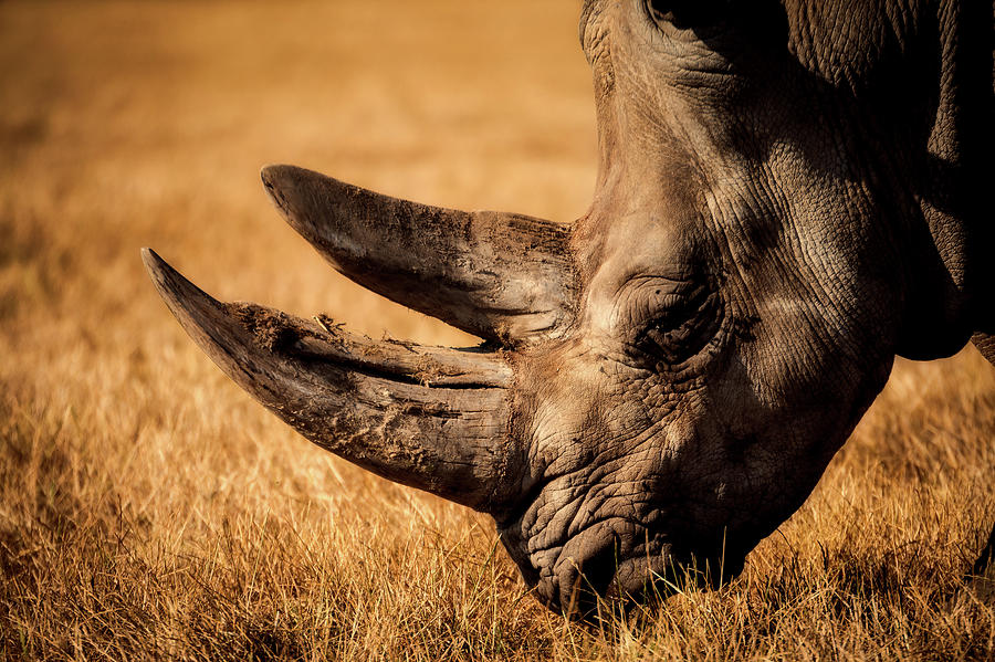 Rhino Photograph by Mountain Dreams