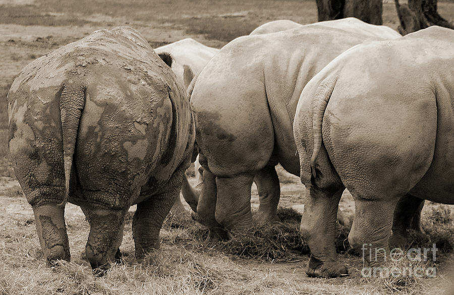 RhinoButts Photograph by Ron Long