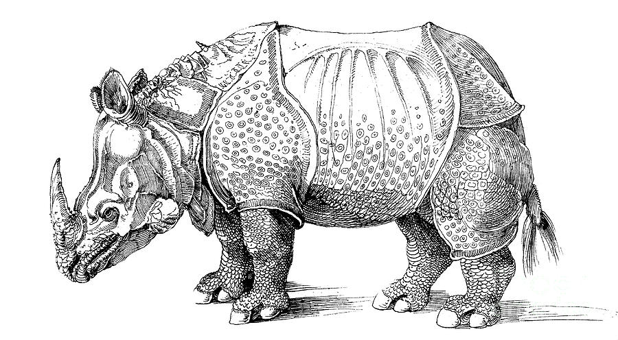 Animal Drawing - Rhinoceros by Albrecht Durer