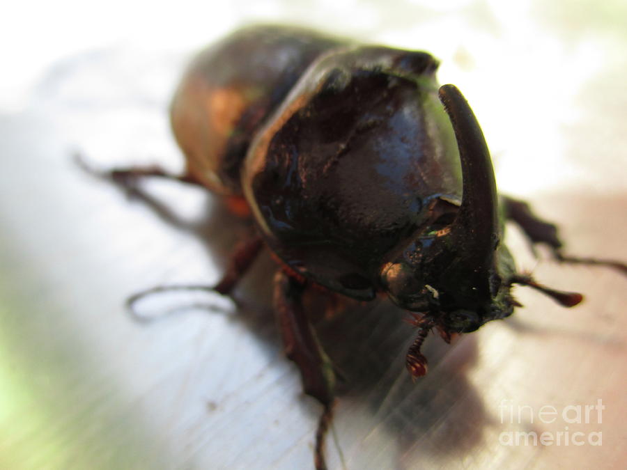 Rhinoceros Beetle Photograph by Martin Howard