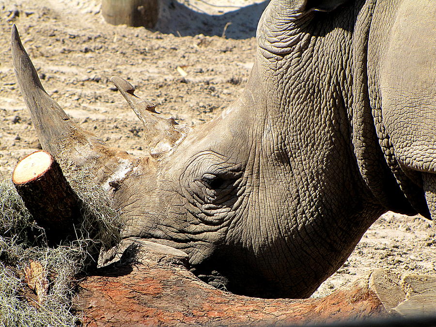 Rhinoceros  Photograph by Christopher Mercer