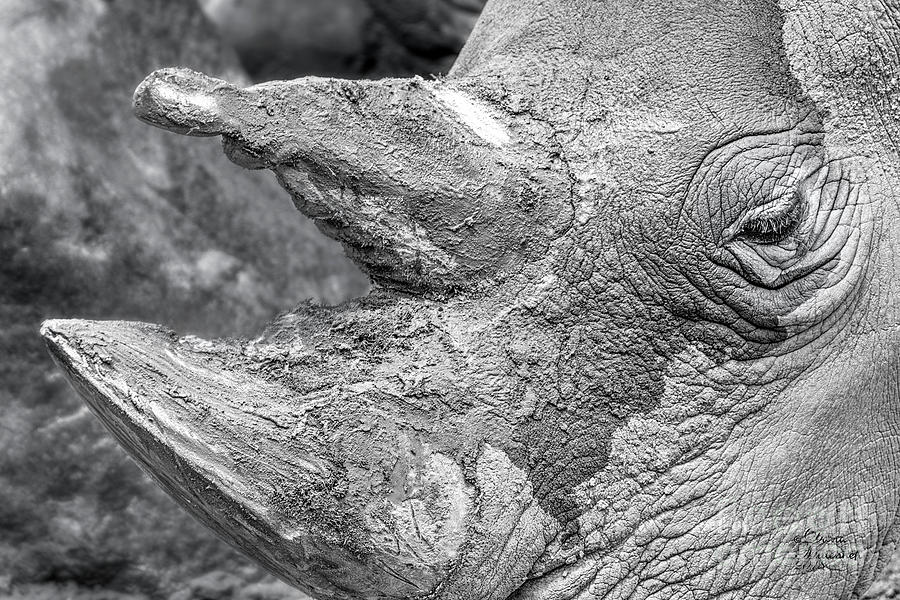 Rhinoceros Photograph by David Millenheft