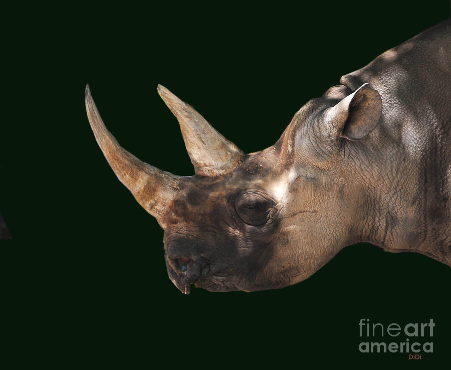 Wildlife Photograph - Rhinoceros by DiDi Higginbotham