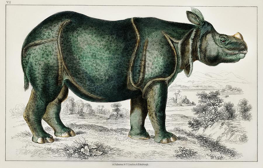 Rhinoceros from A history of the earth and animated nature Painting by Vincent Monozlay