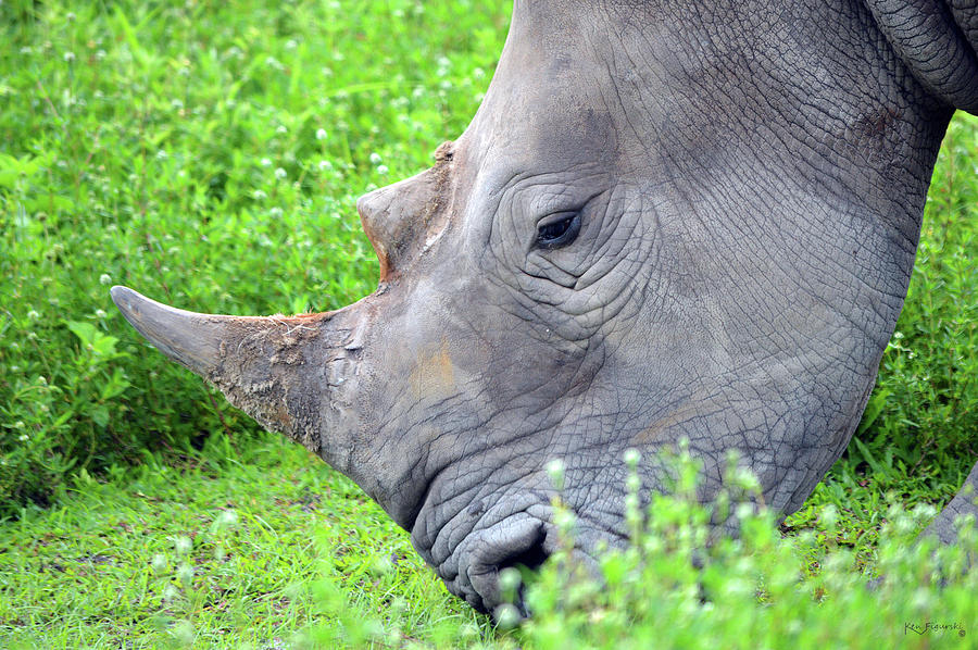 Rhinoceros Head Photograph by Ken Figurski