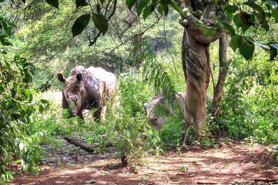 Rhinoceros in field, Uganda, Africa Photograph by Karen Foley