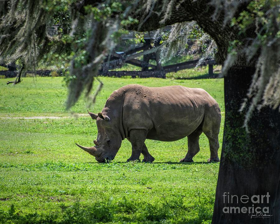Rhinoceros Photograph