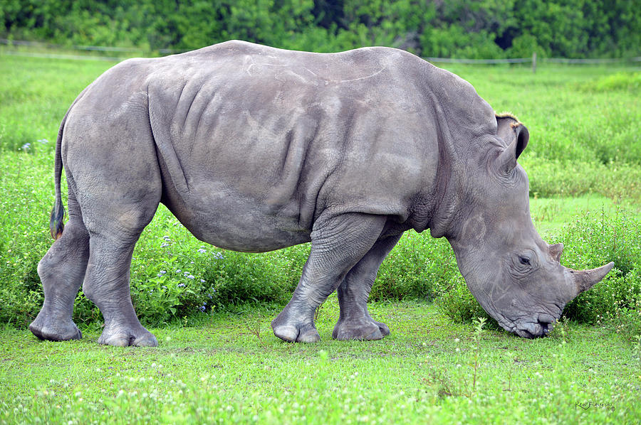 Rhinoceros Photograph by Ken Figurski