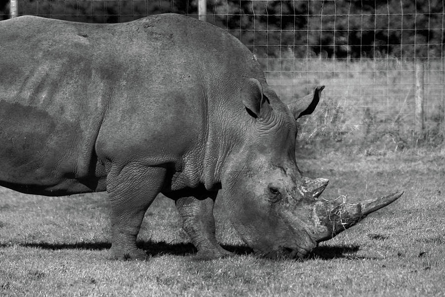 Rhinoceros - Knowsley Safari Park Photograph by Doc Braham