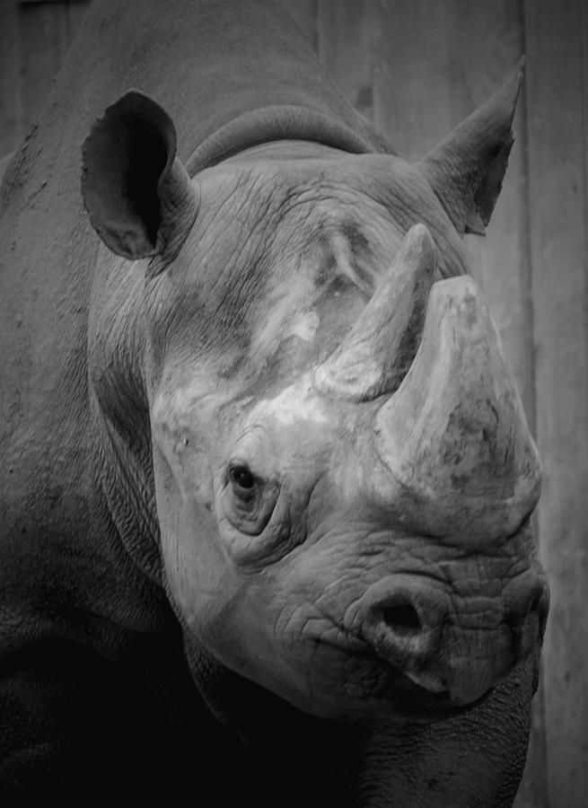 Chicago Photograph - Rhinoceros - Lincoln Park Zoo B n W by Richard Andrews