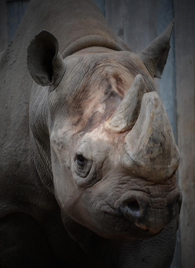 Chicago Photograph - Rhinoceros - Lincoln Park Zoo by Richard Andrews