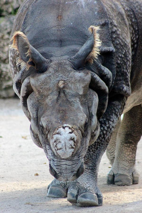 Animal Photograph - Rhinoceros by Mesa Teresita