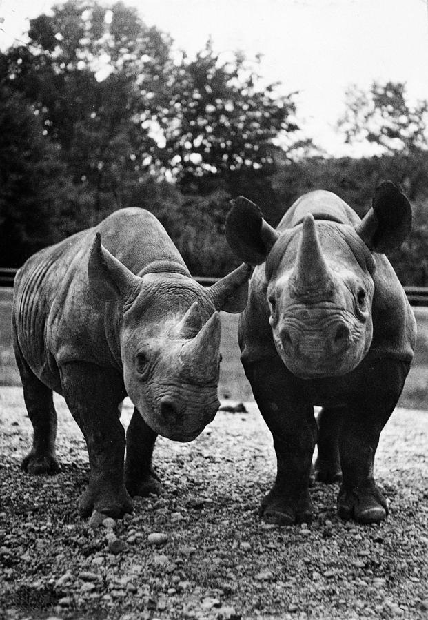 Rhinoceroses Photograph by Granger