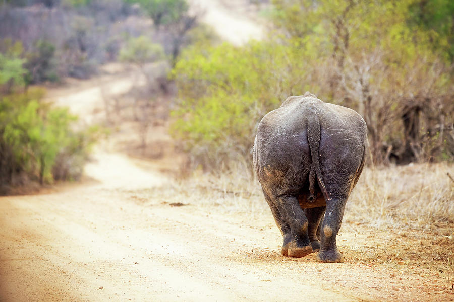 Nature Photograph - Rhinoceros Walking Away Down Road by Good Focused
