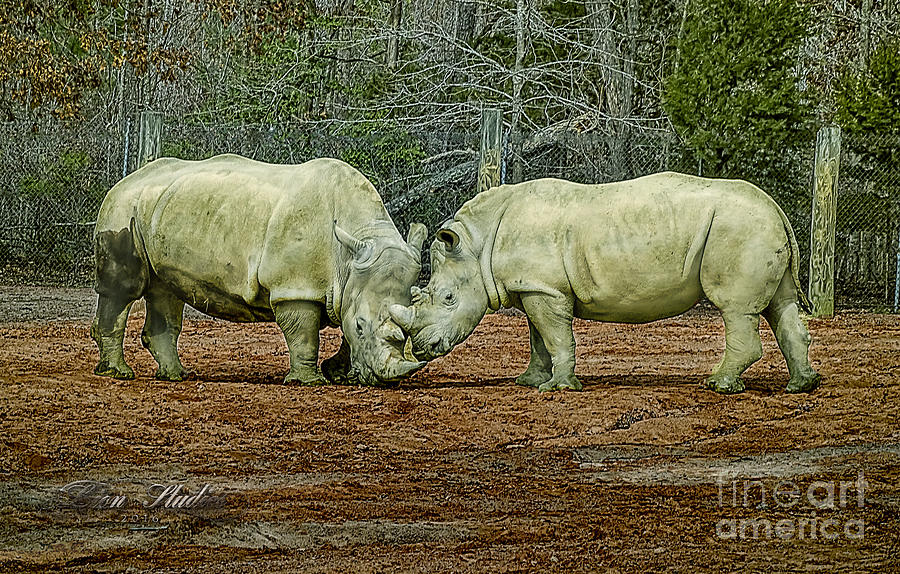 Rhinos In Love Photograph by Melissa Messick