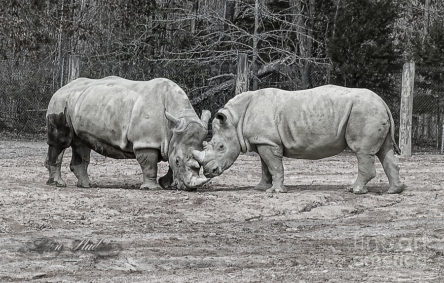 Richmond Photograph - Rhinos by Melissa Messick
