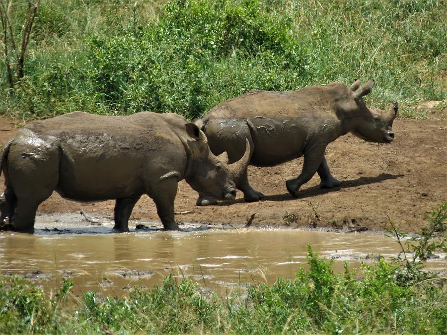 Rhinos Photograph by Vijay Sharon Govender