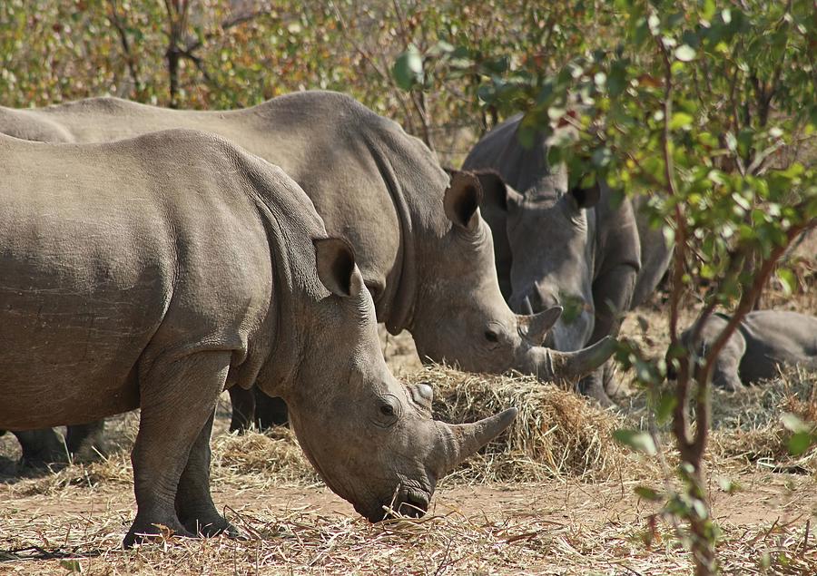 Rhinos,  Zambia Photograph by Jennifer Wheatley Wolf