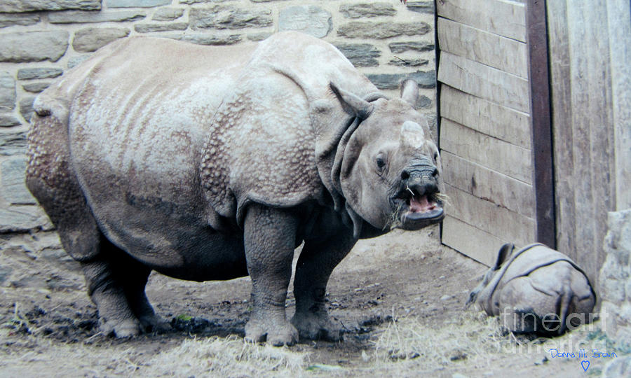 Rhinoceros and Baby Photograph by Donna Brown