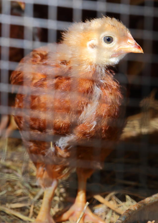 Rhode Island Red Chick At Five Weeks Photograph by Daniel Reed