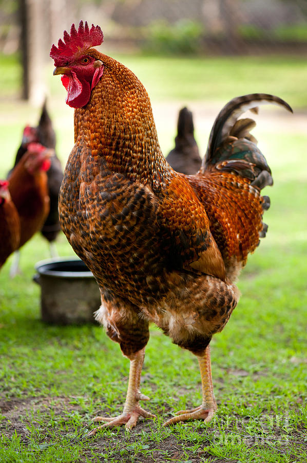 Rhode Island Red cock chicken posing portrait  Photograph by Arletta Cwalina